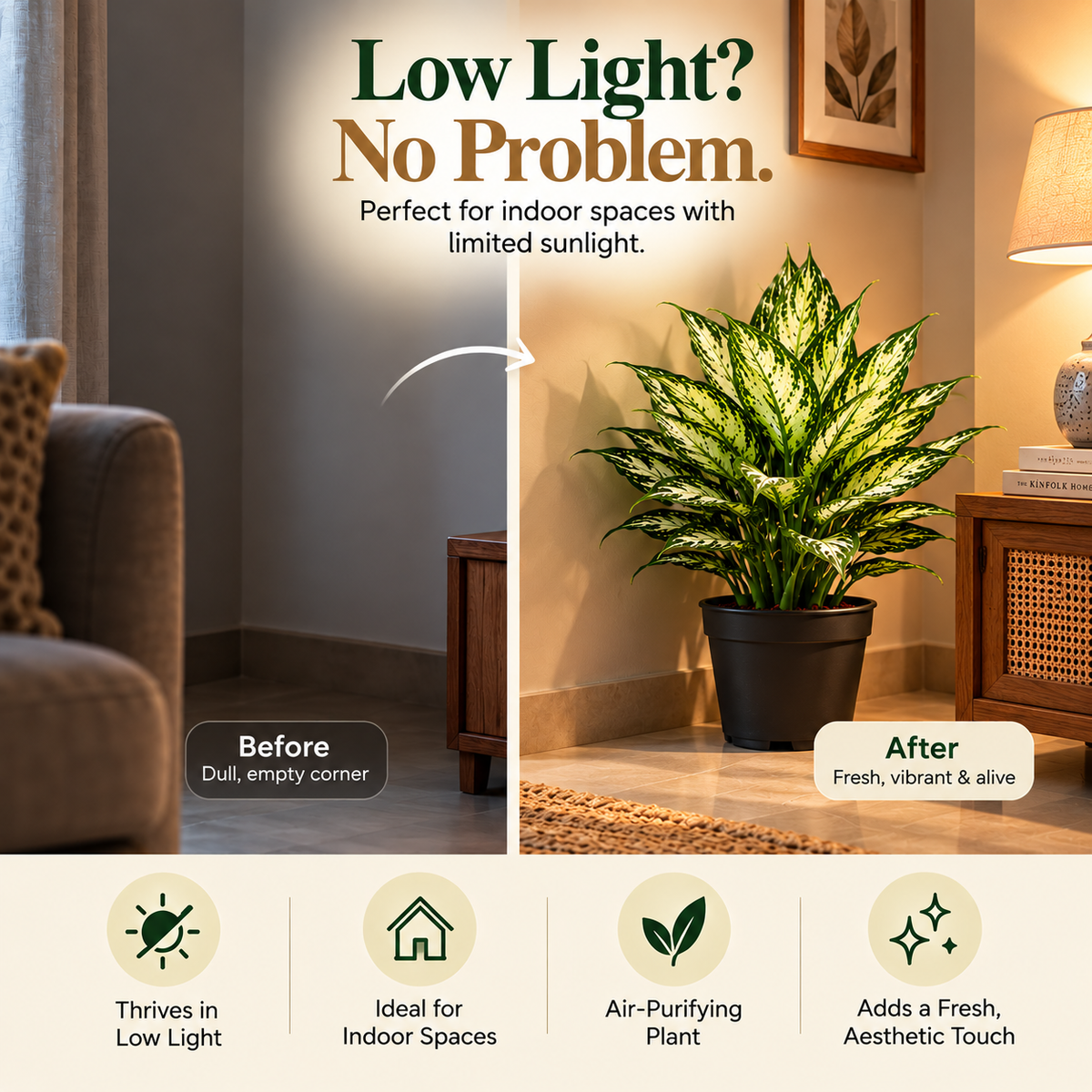 Chinese Evergreen Aglaonema | Prosperity & Good Fortune Plant